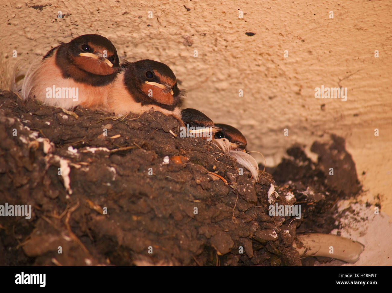 Swallows, baby birds in the nest Stock Photo Alamy
