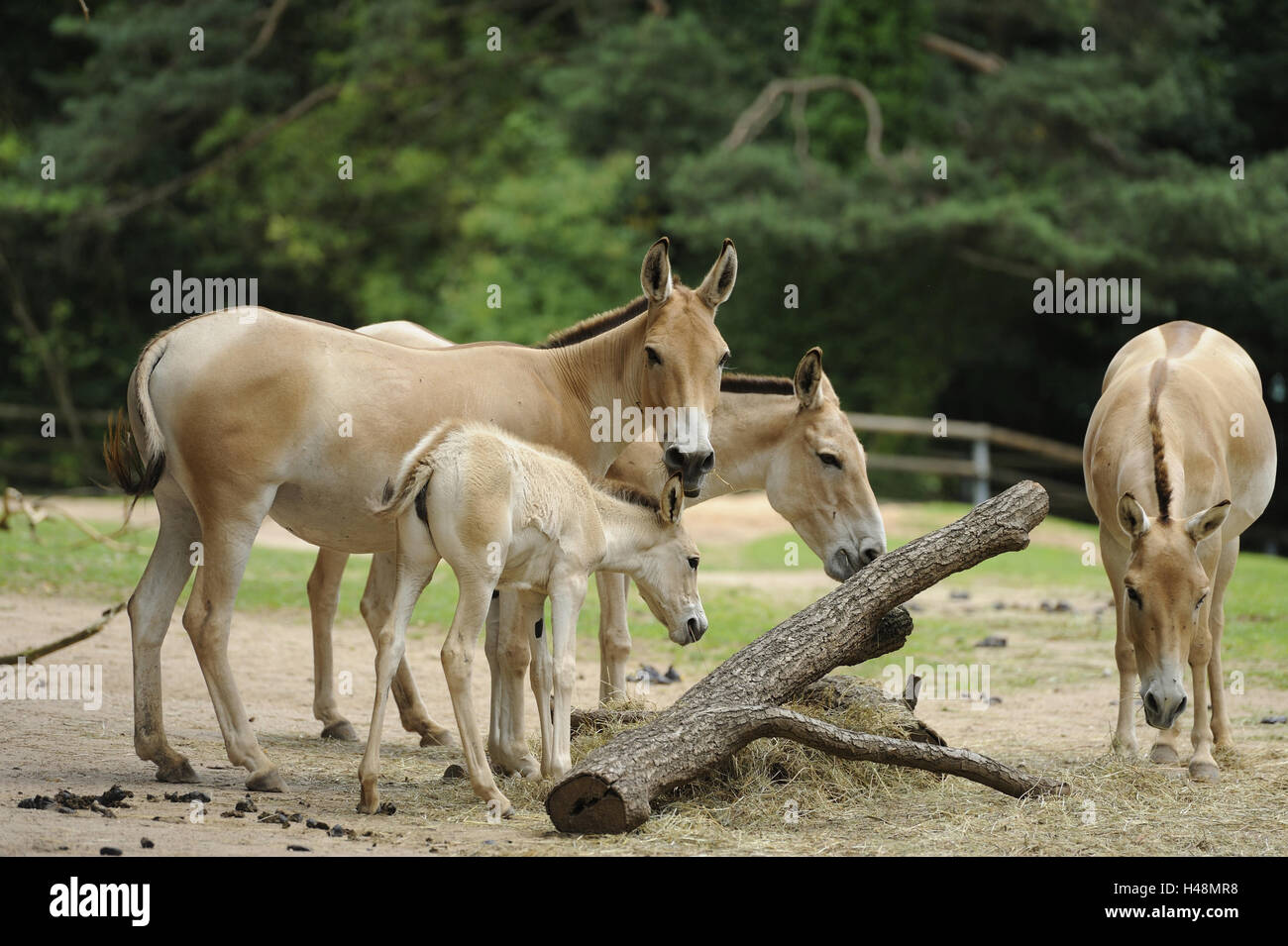 Asian donkeys, Equus hemionus, group, stand, at the side, Stock Photo