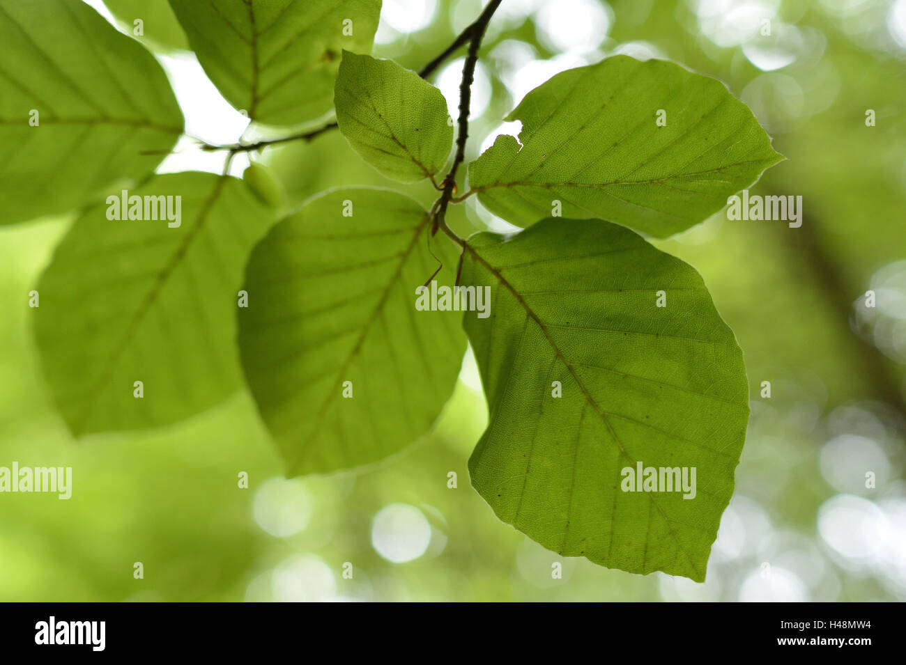 Copper beech, Fagus sylvatica, leaves Stock Photo Alamy