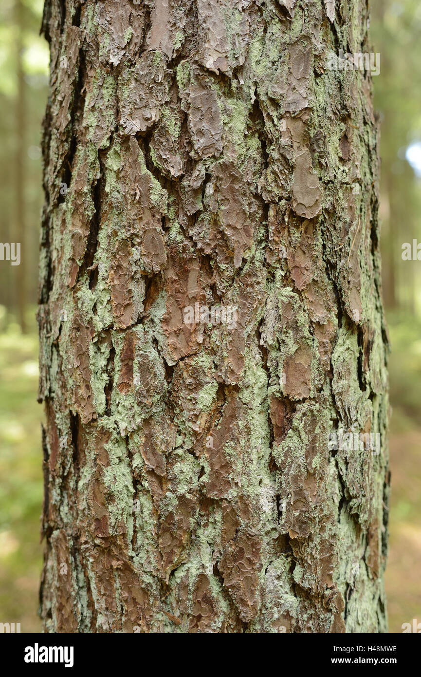 Scots pines, Pinus sylvestris, trunk, detail, Stock Photo