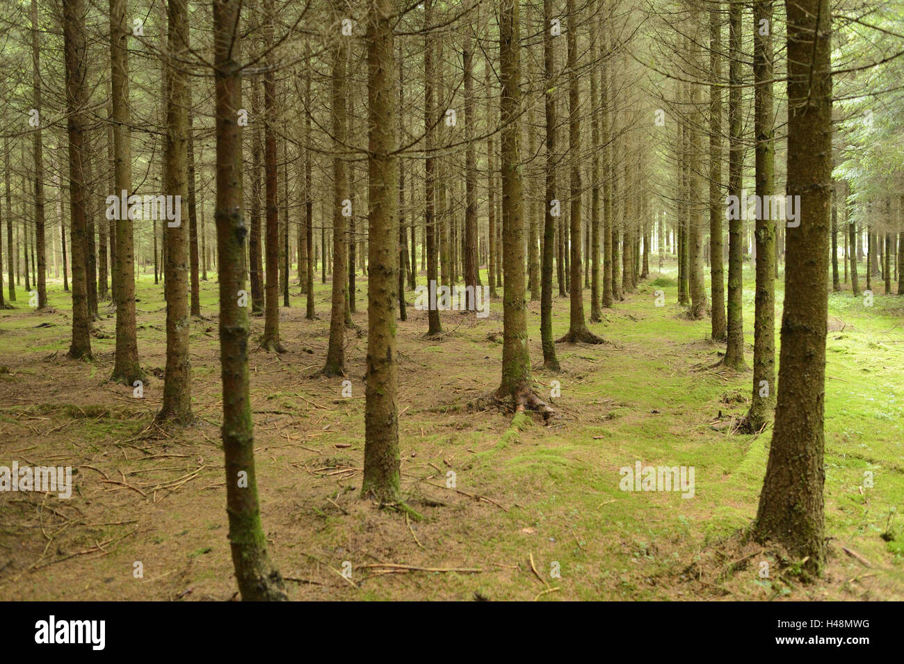 Spruces, Picea abies, spruce forest, monoculture, Stock Photo
