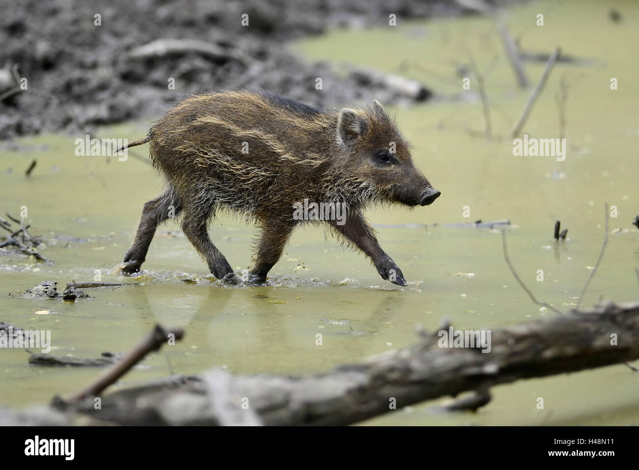 Wild boar's young wild boar, going, water, Stock Photo