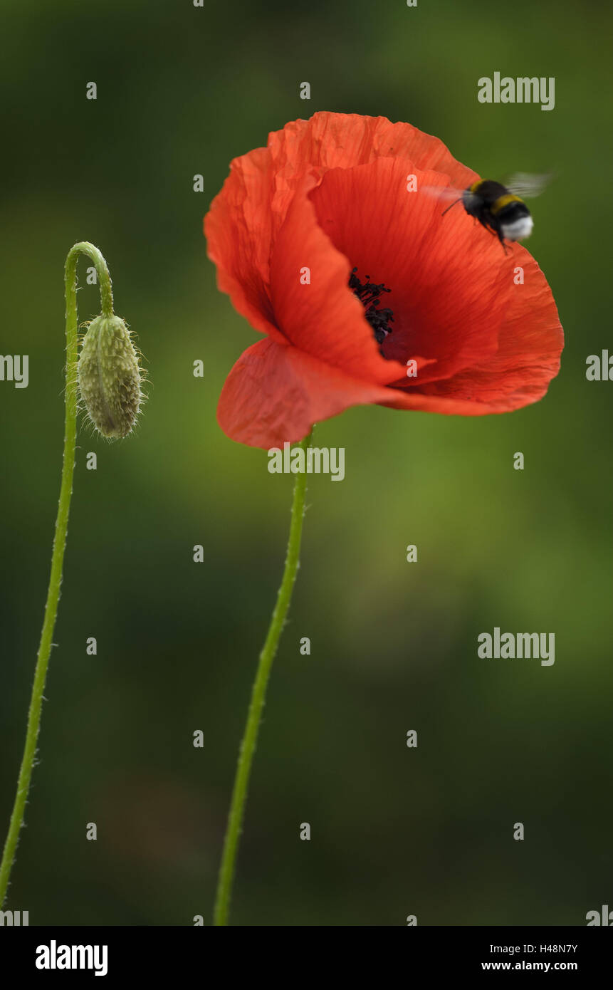 Corn poppy, Papaver rhoeas, bumblebee, close-up, Stock Photo