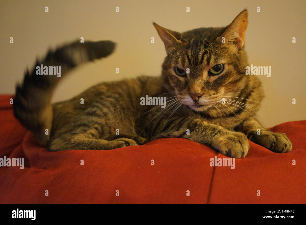 Angry cat with sharp teeth meowing in sunlight · Free Stock Photo