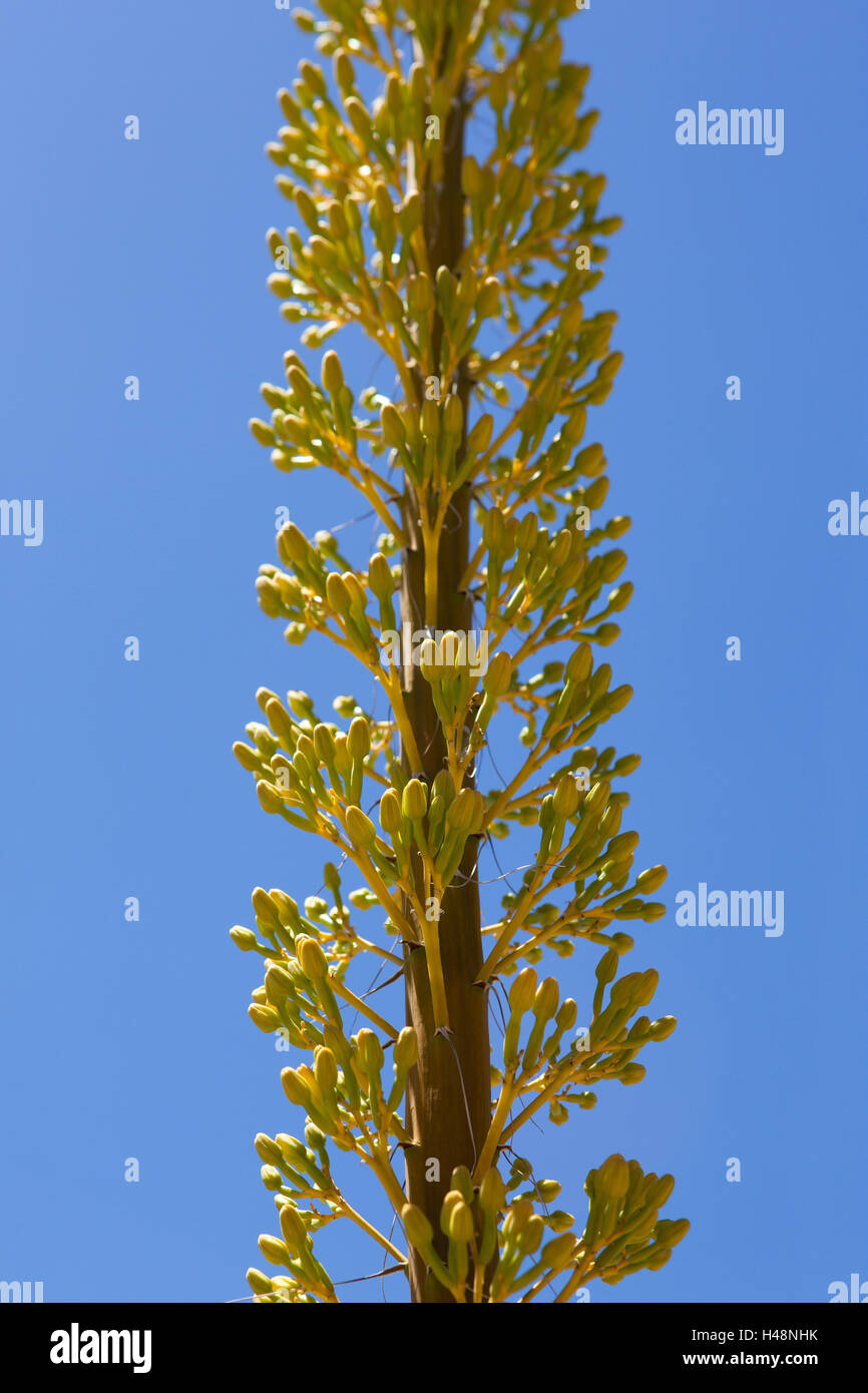 Umbel formation hi-res stock photography and images - Alamy