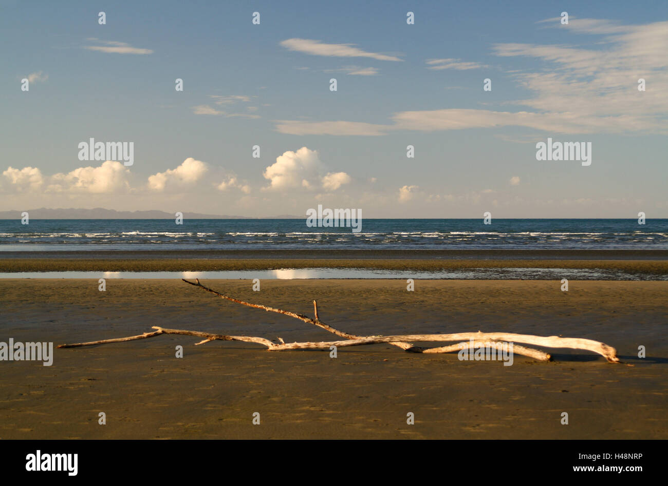 New Zealand, south island, Abel Tasman National Park, flotsam and