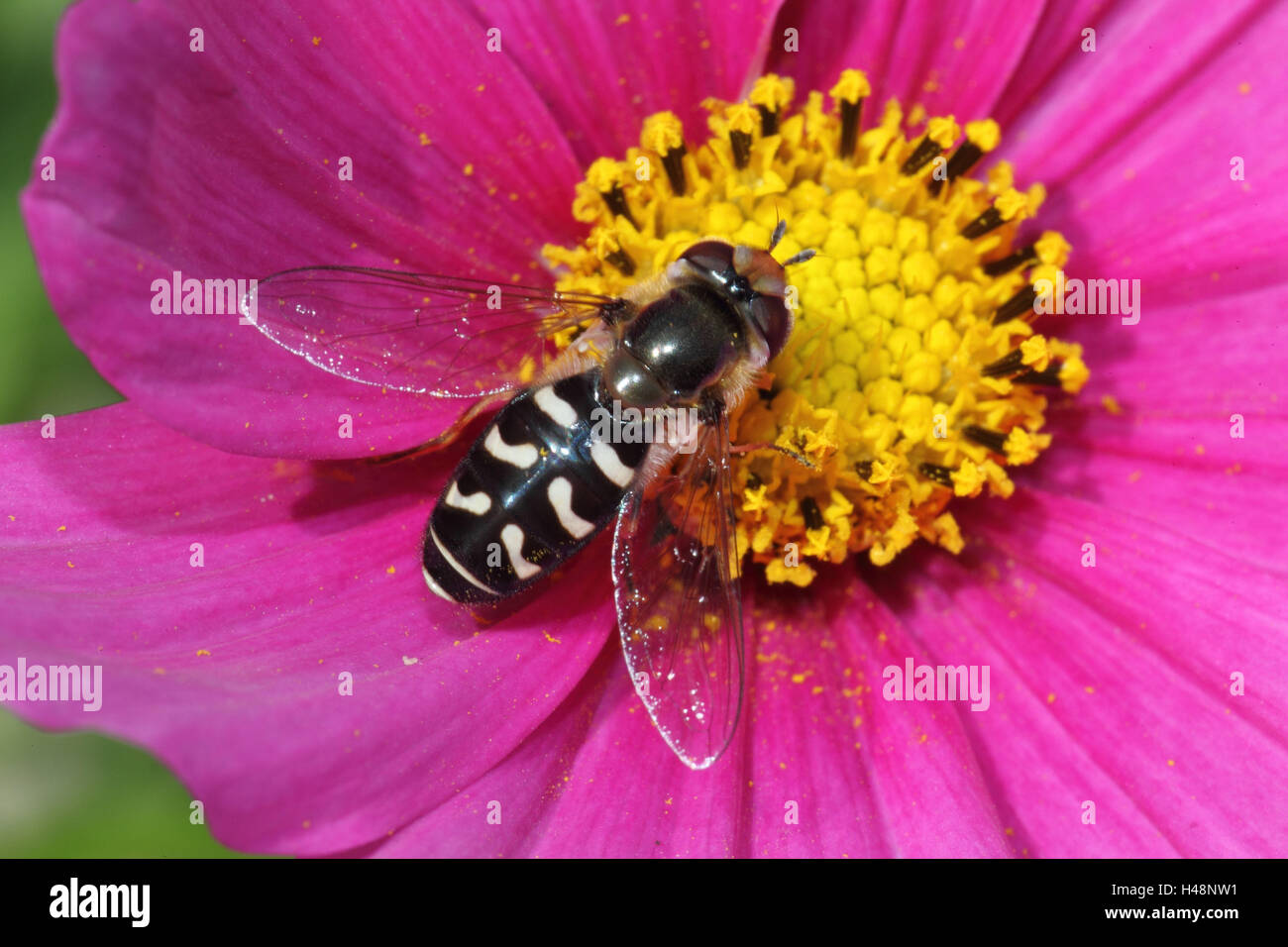 hoverfly, blossom, close up, Stock Photo