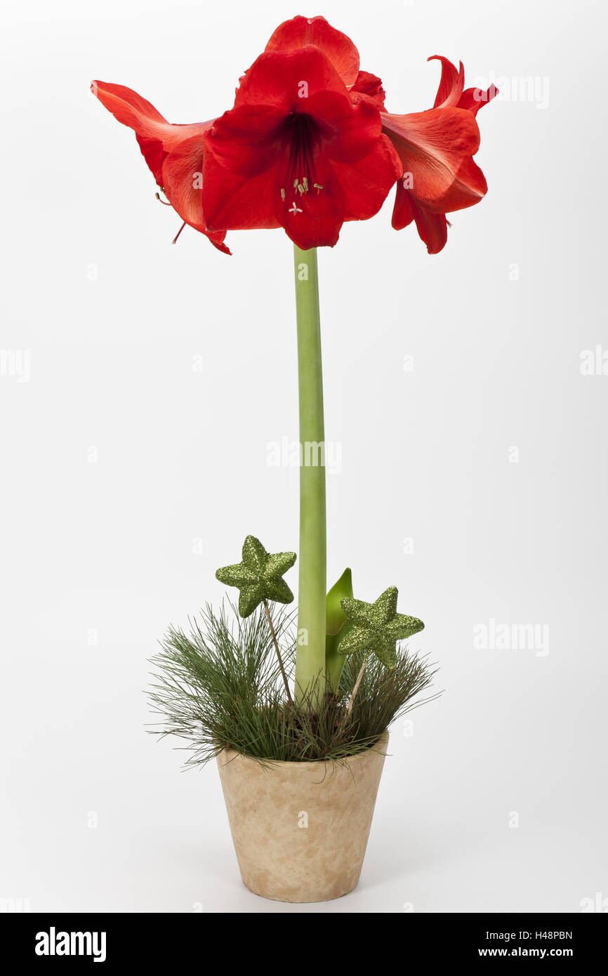 Amaryllis, pot, Stock Photo