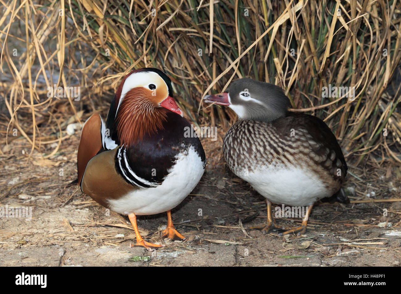 Mandarin ducks couple hires stock photography and images Alamy