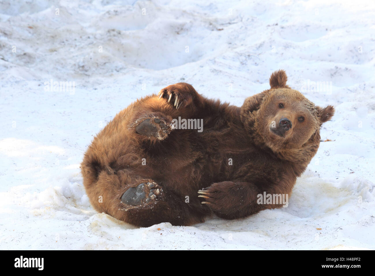 Brown bear, snow, lie, Stock Photo