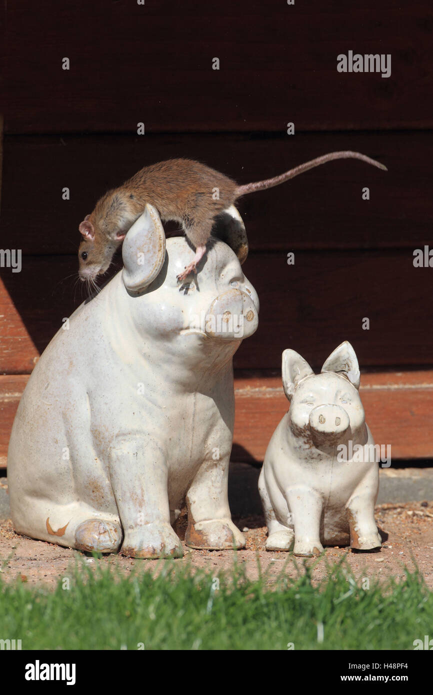 Rat creeps about animal figures Stock Photo Alamy