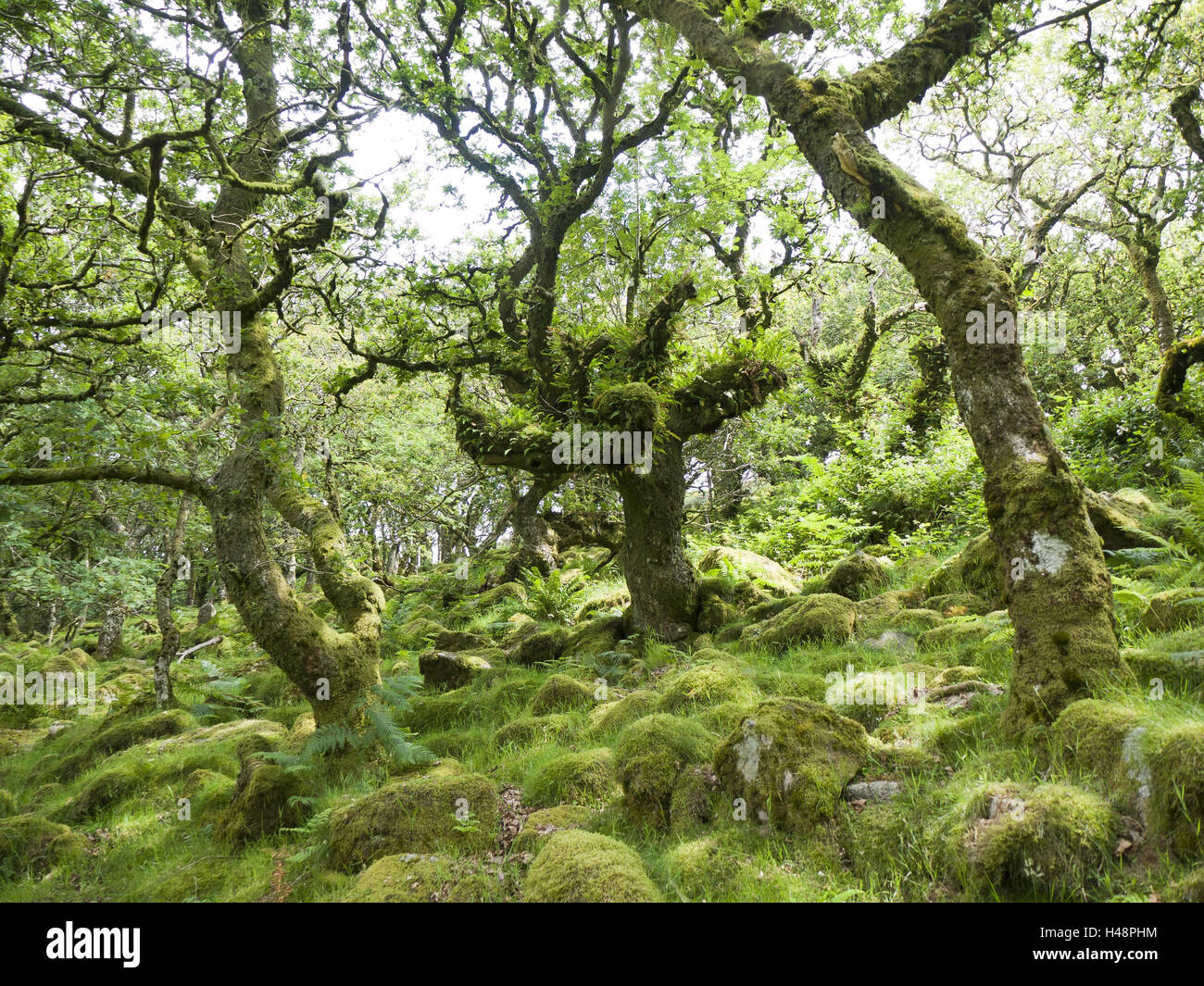 England, Dartmoor National Park, Whistmann Wood, trees, moss, Stock Photo