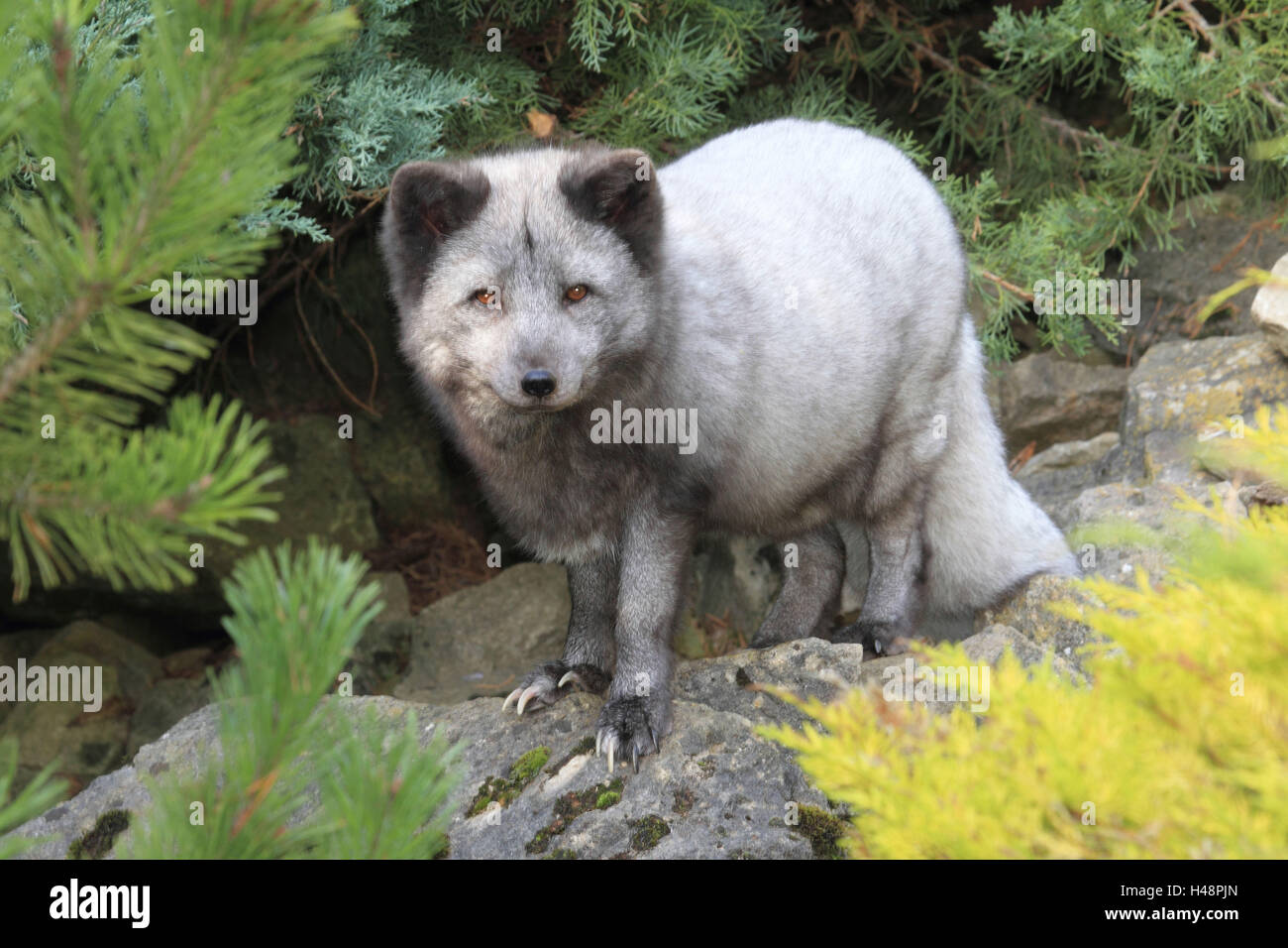 Polar fox Stock Photo - Alamy