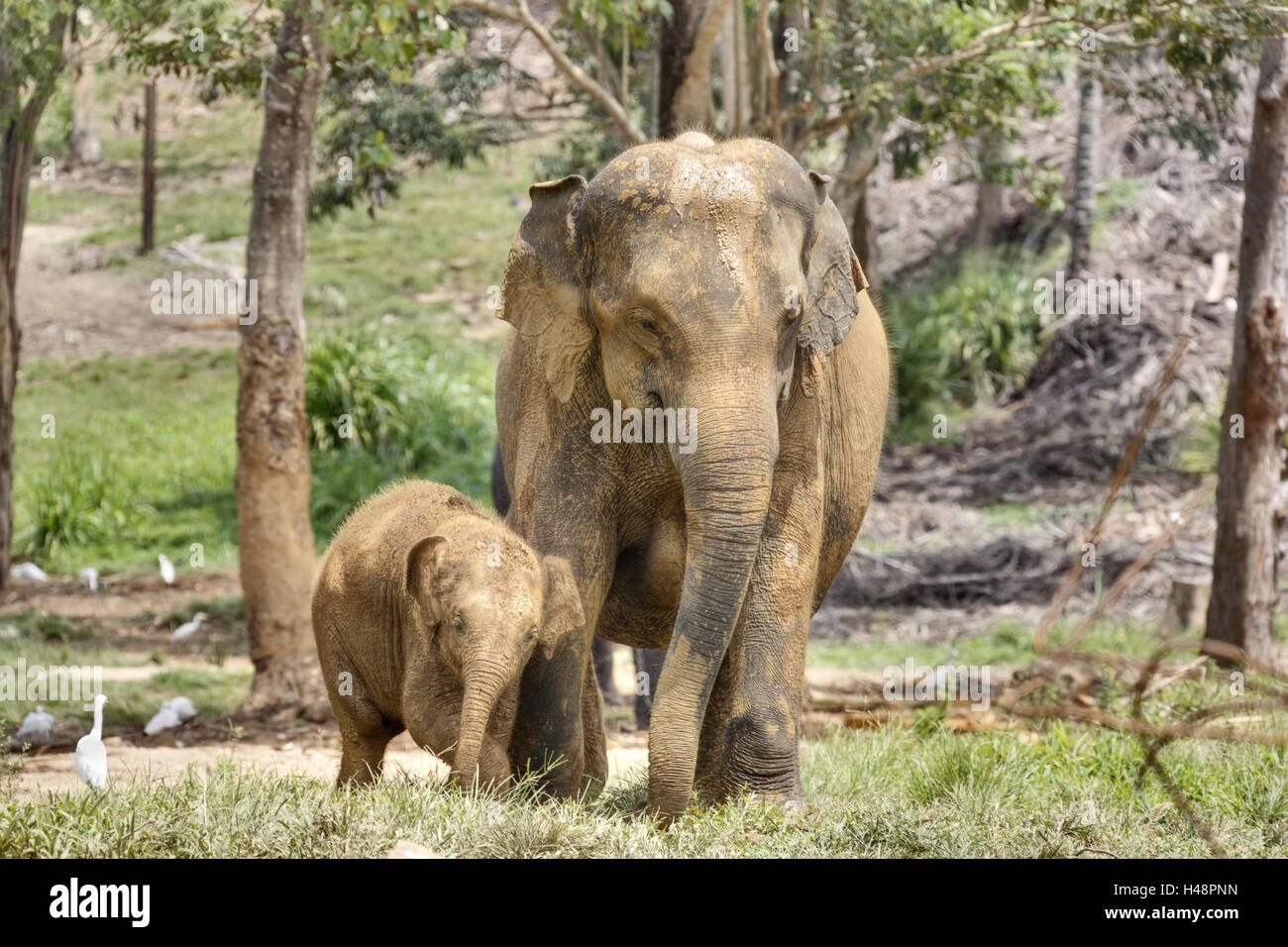 Elephant Family Sri Lanka High Resolution Stock Photography and Images ...