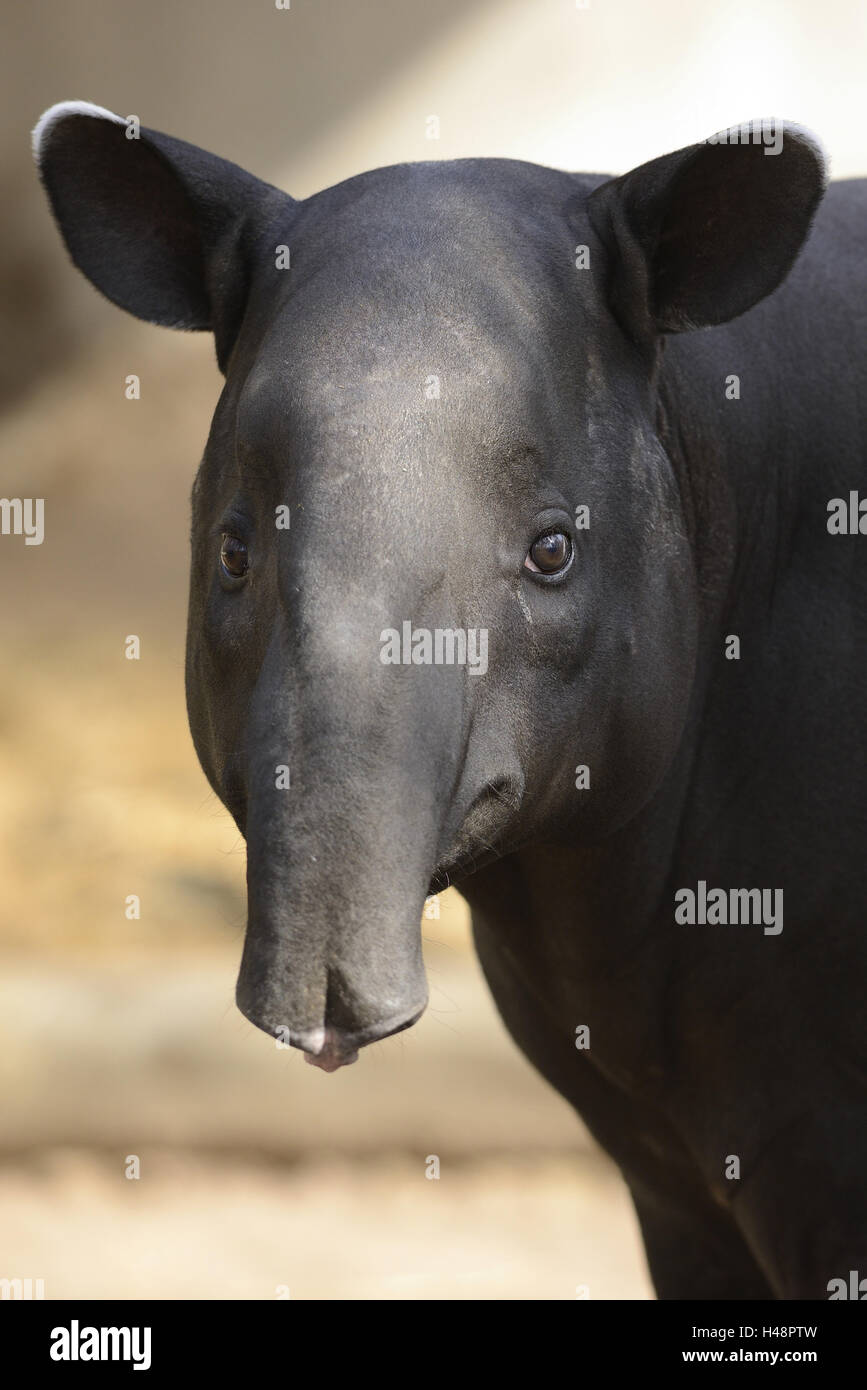 Schabrackentapir, Tapirus indicus, portrait, Stock Photo