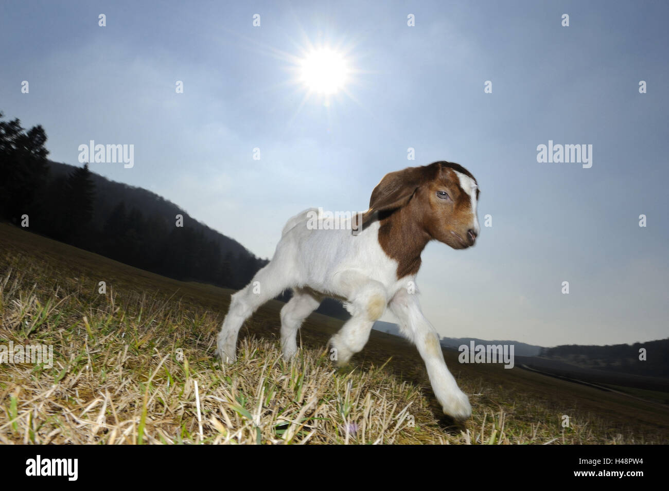 Boer goat, kid, Stock Photo