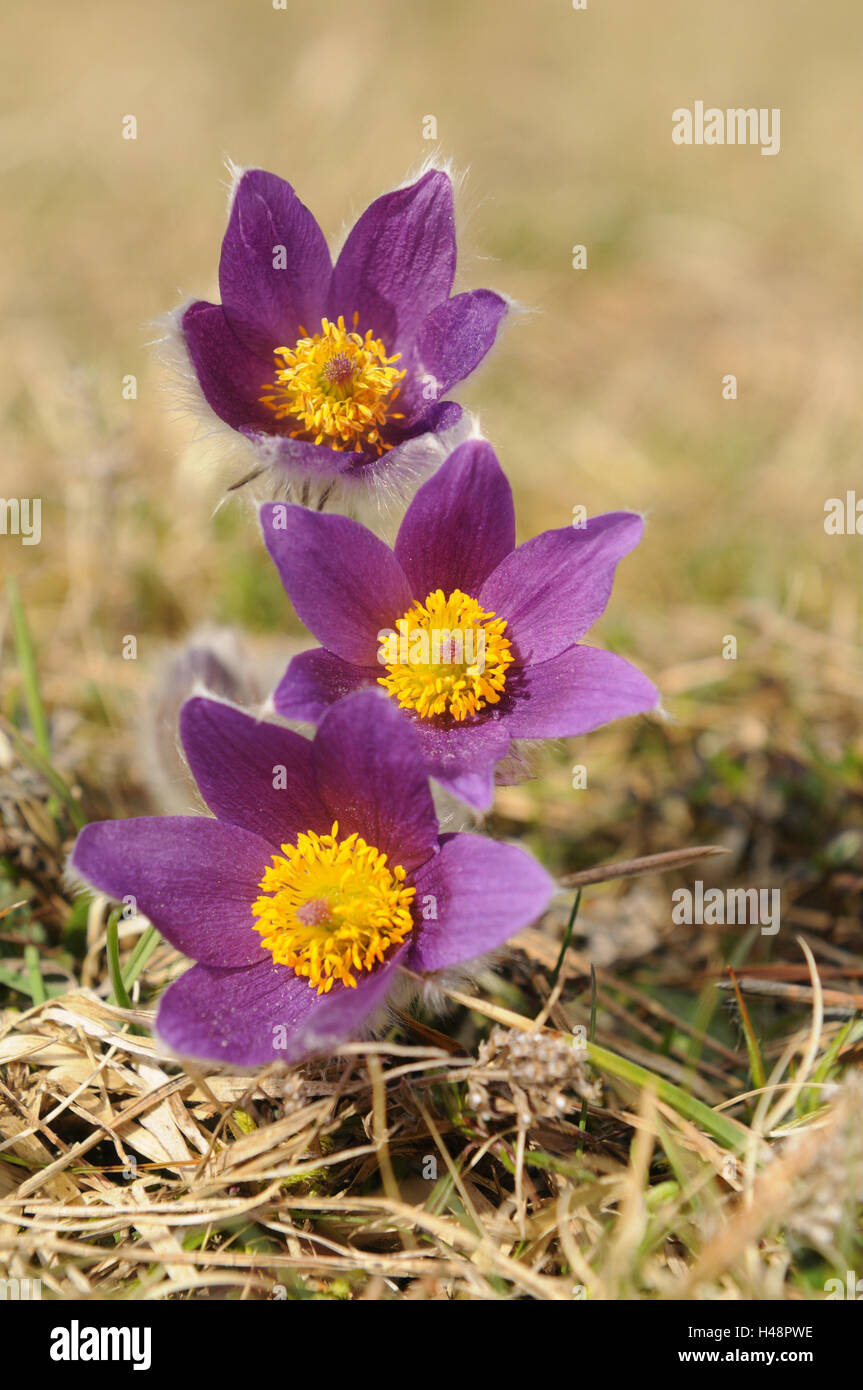 Cow's clamps, Pulsatilla vulgaris Stock Photo Alamy
