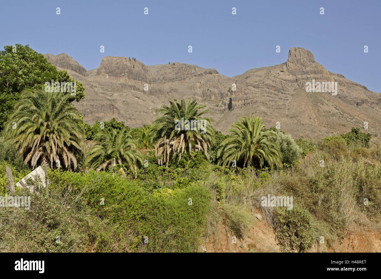 Spain, Canary island, grain Canaria, Barranco de Fataga, mountainous region, palms, Stock Photo