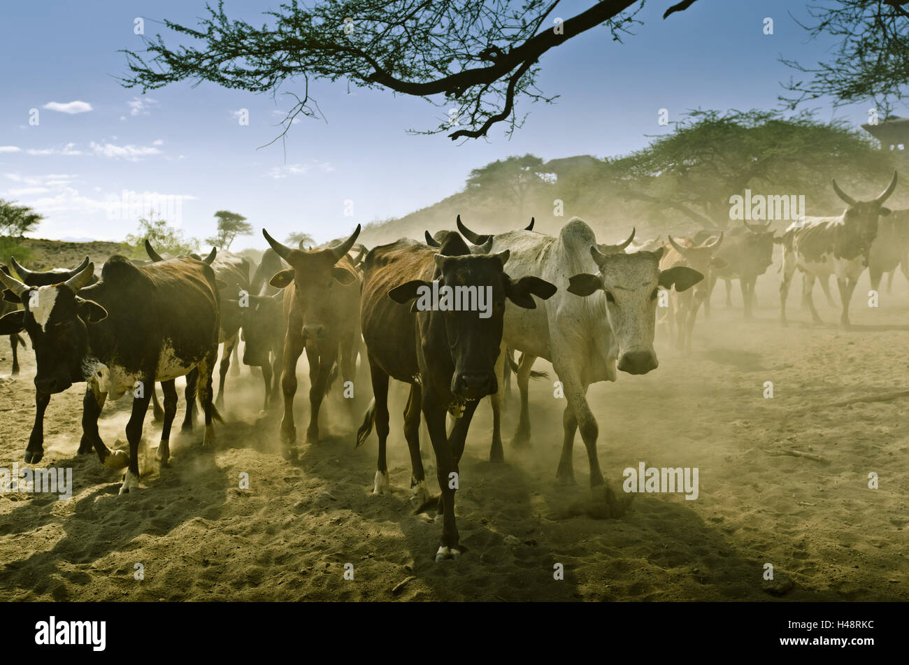Africa, East Africa, Tanzania, Lake Natron, animals, cows, Massai, Stock Photo