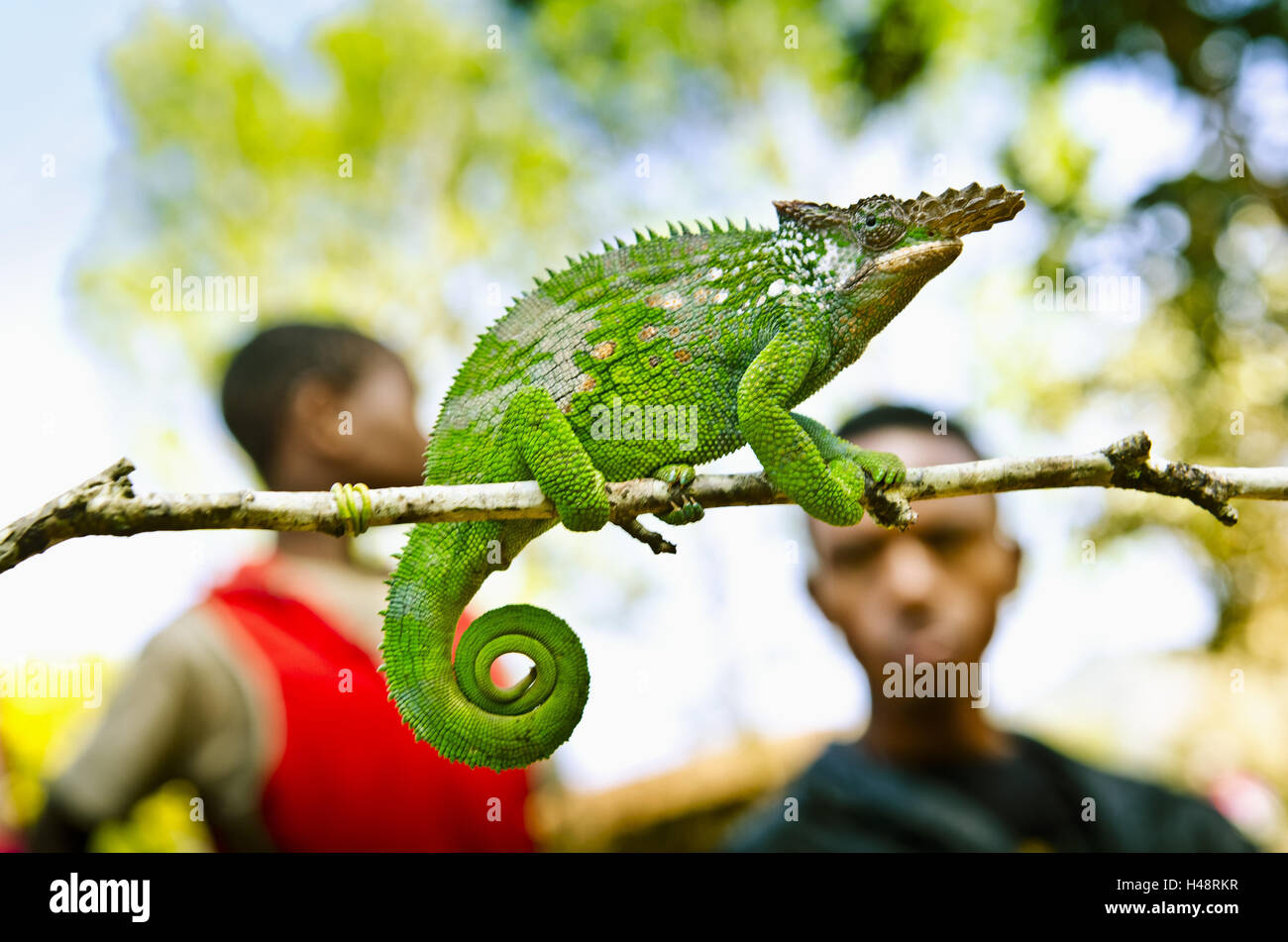 Africa, East Africa, Tanzania, Usambara Mountains, animal, reptile, chameleon, Stock Photo