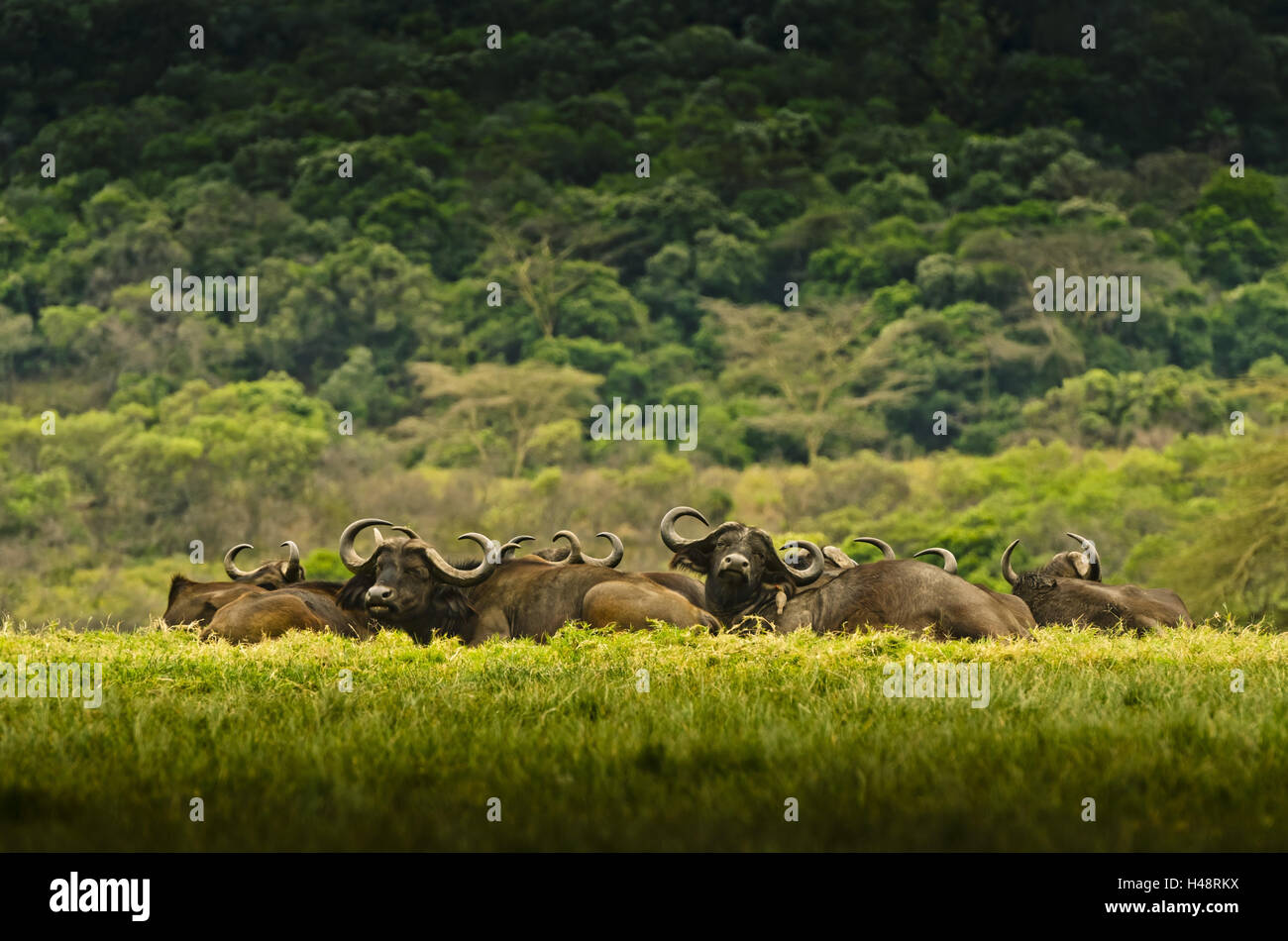 Africa, Tanzania, East Africa, Mt. Meru, Arusha National Park, buffaloes, Stock Photo