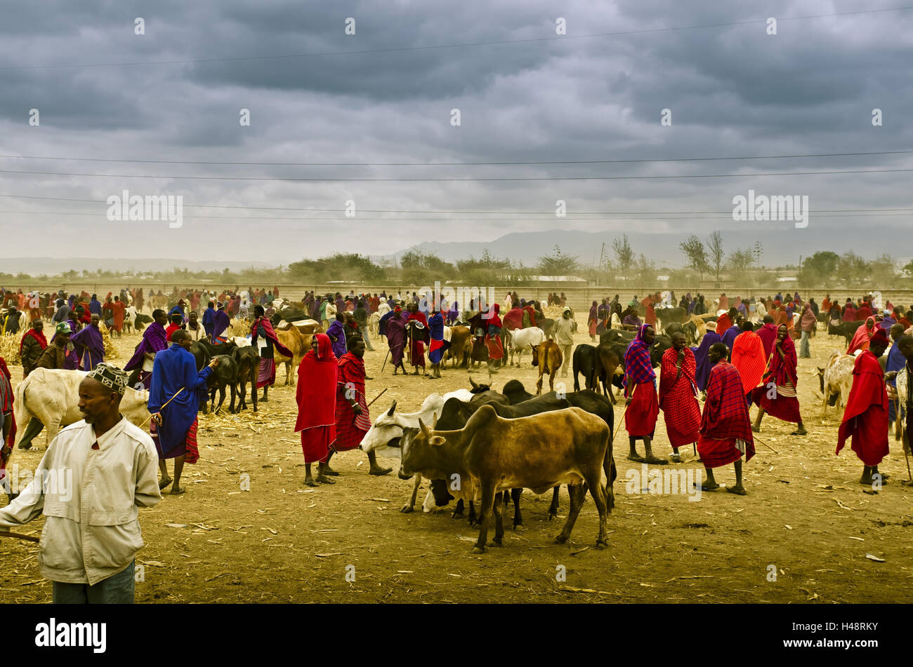 Africa, Tanzania, East Africa, Arusha, market, cattle market, Maasai, Stock Photo