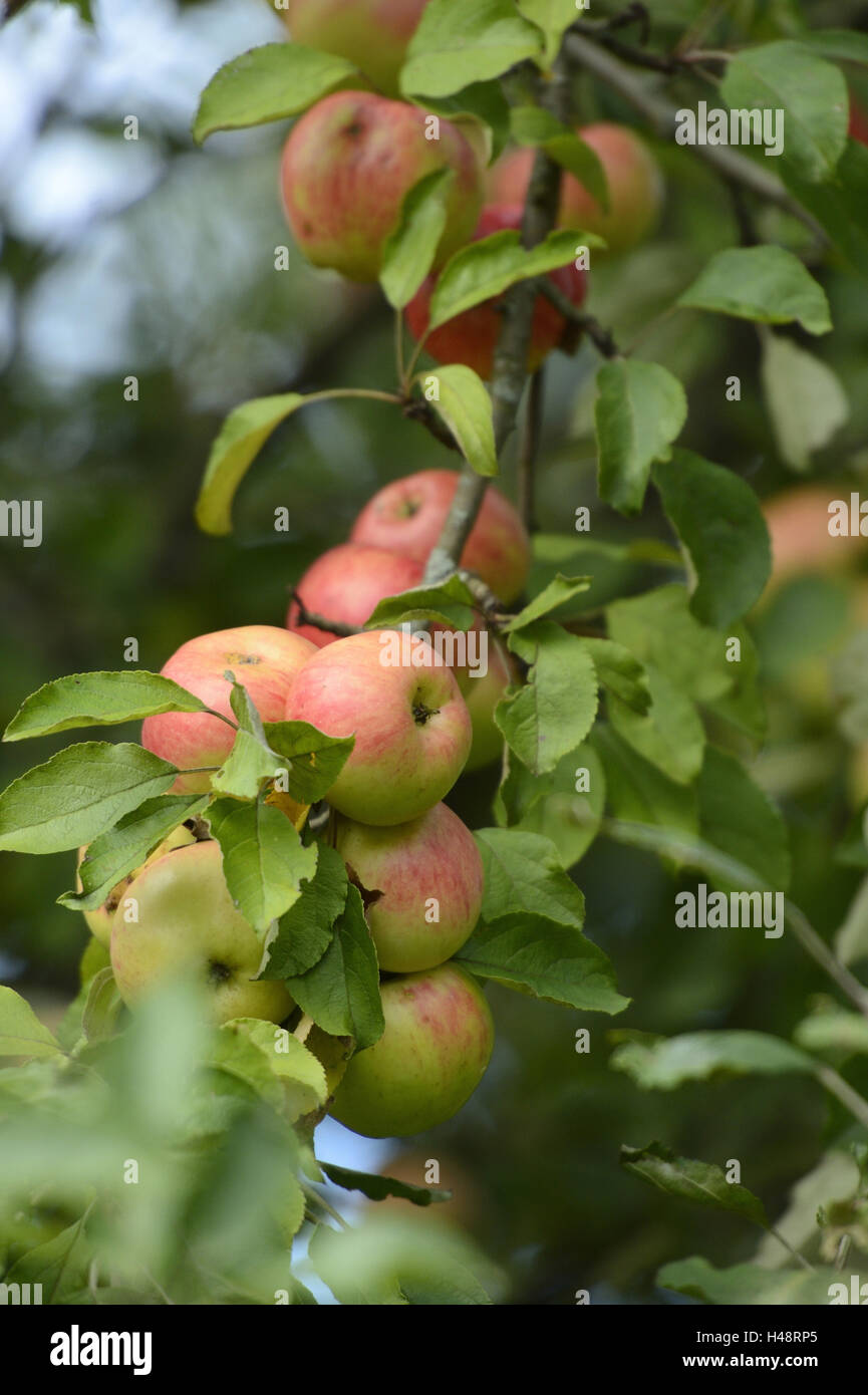 Apples, Malus domestica, Pyrus malus, branch, hanging, ripe, Stock Photo