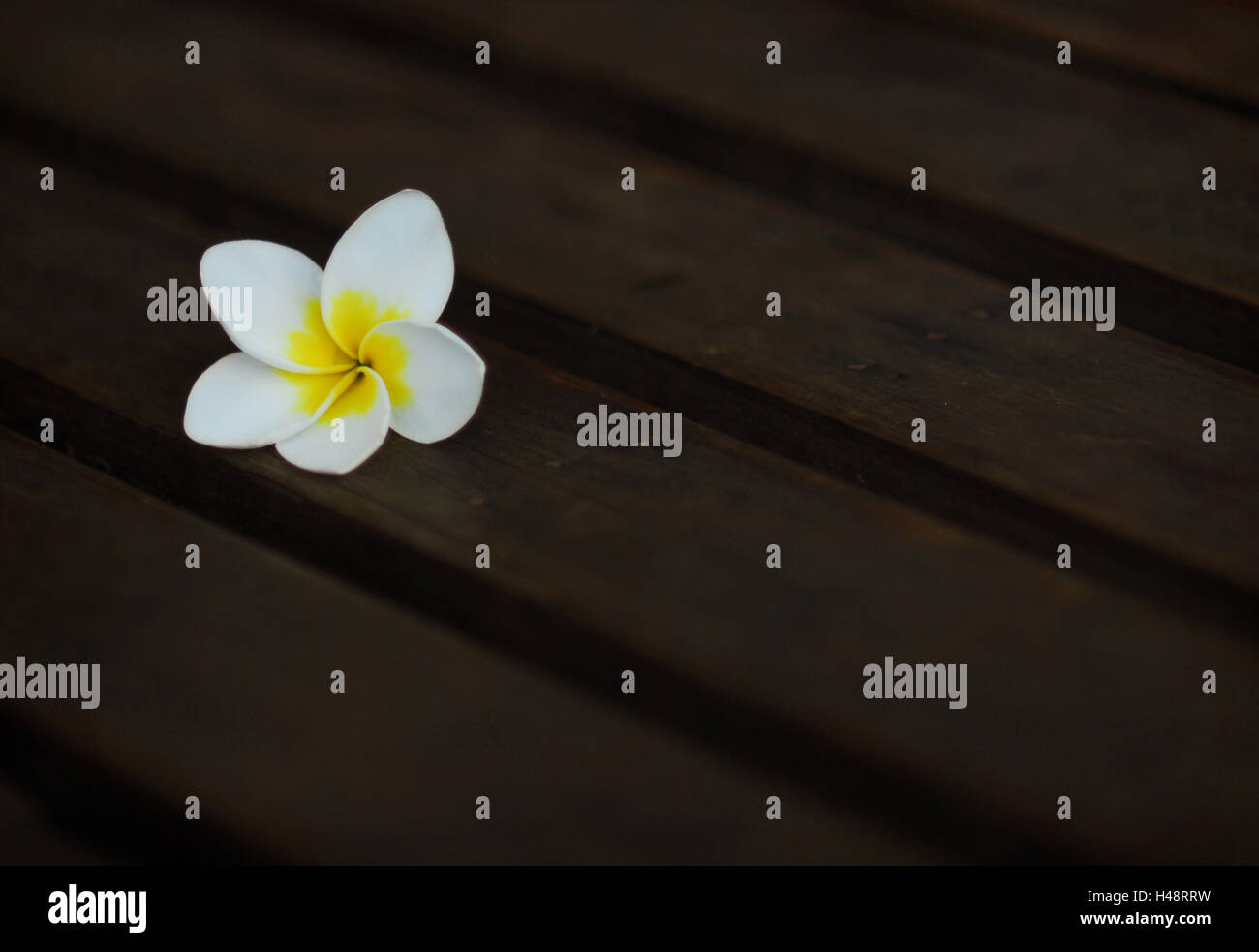 Flower, Plumeria, Thailand, Cambodia, Hawaii, Stock Photo