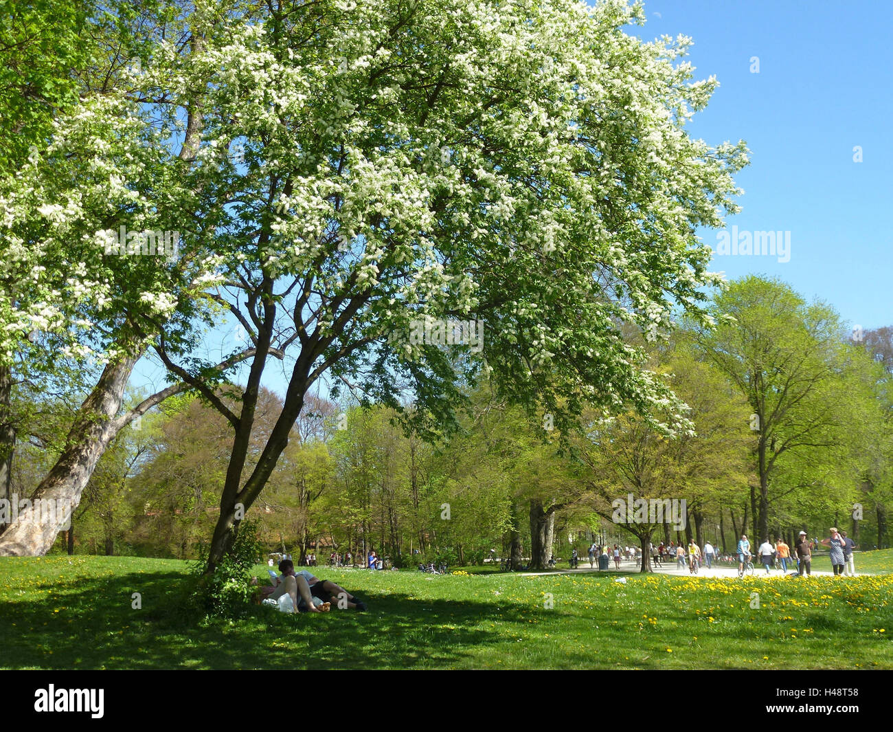 Germany, Upper Bavaria, Munich, English garden, visitor take it easy under blossoming false acacia, Stock Photo