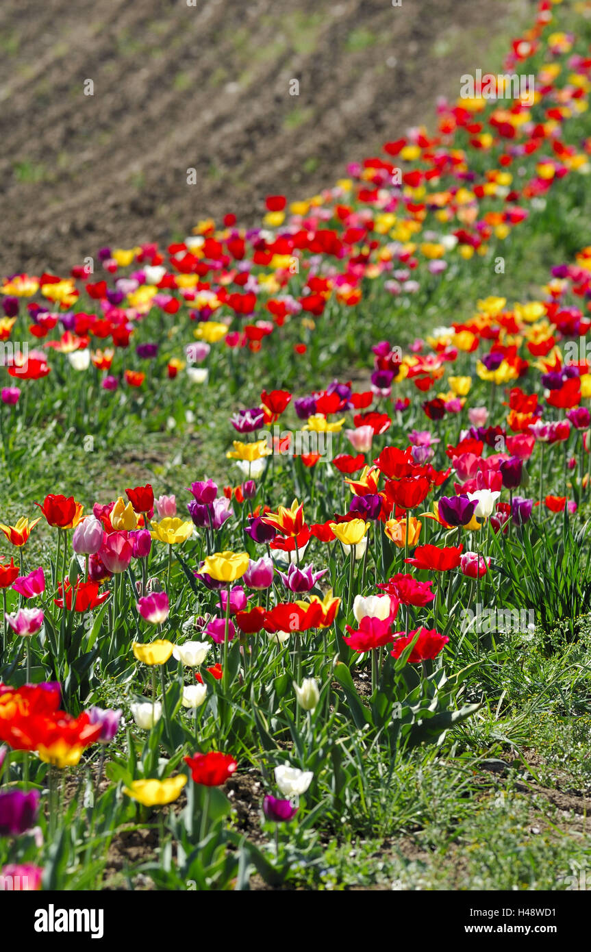 Tulip-field Stock Photo
