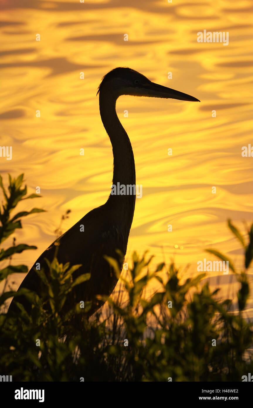 Gray-herons, Ardea cinerea, silhouette, twilight, Stock Photo