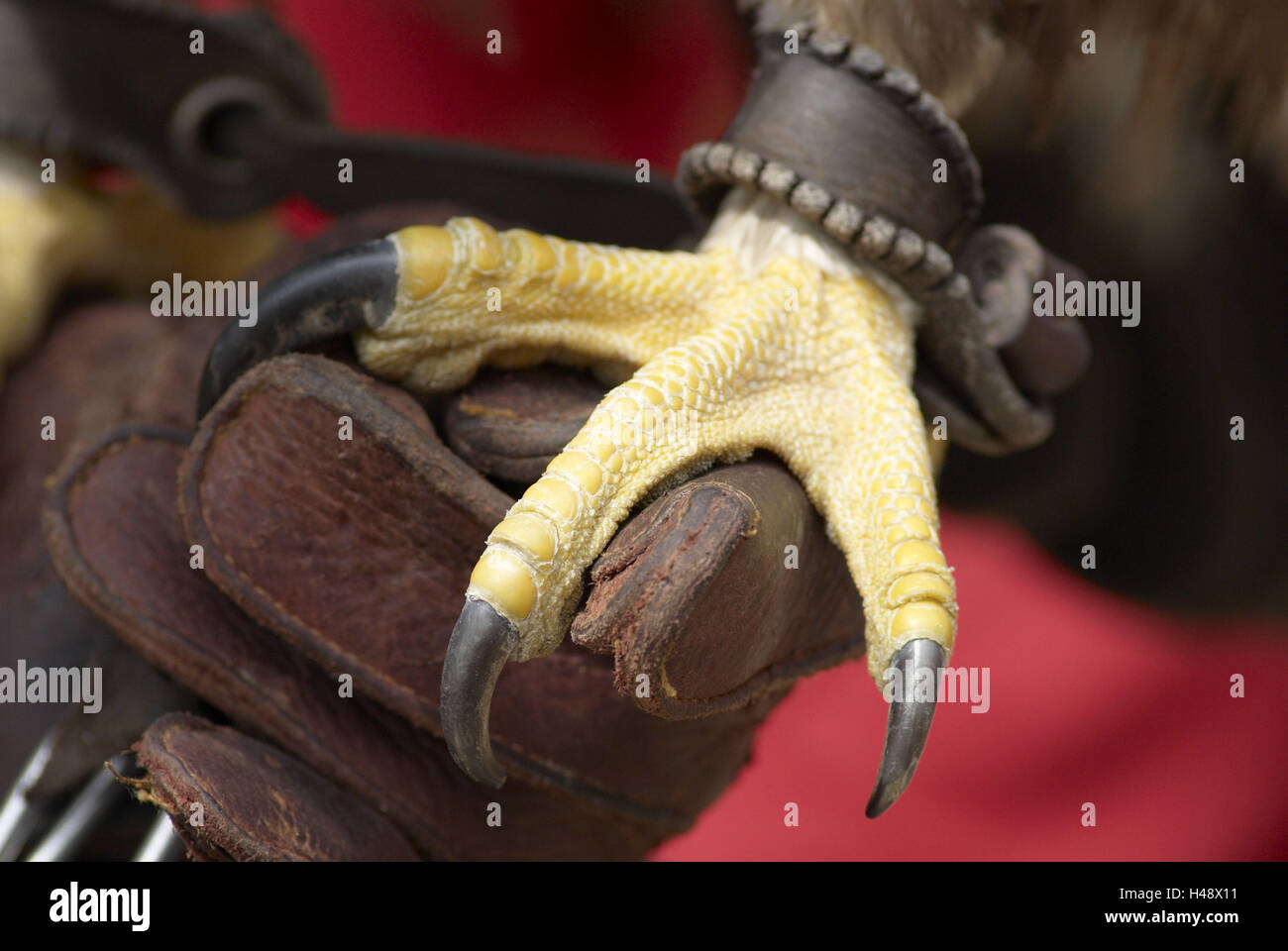 Stone eagle, foot, claws, falconers, leather ball glove, detail, Stock Photo