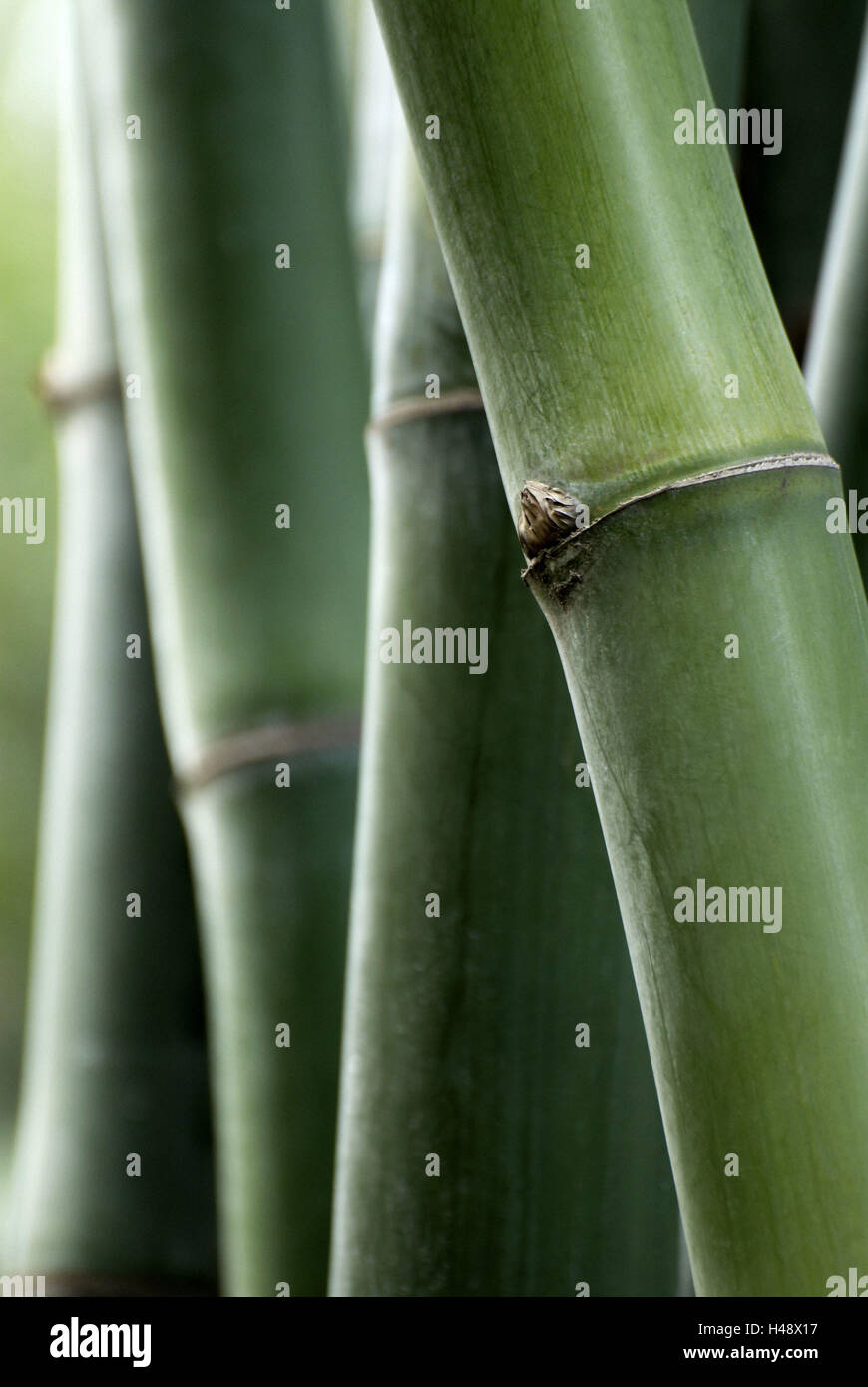 Bamboo, Bambusa, bamboo sticks, green Stock Photo - Alamy
