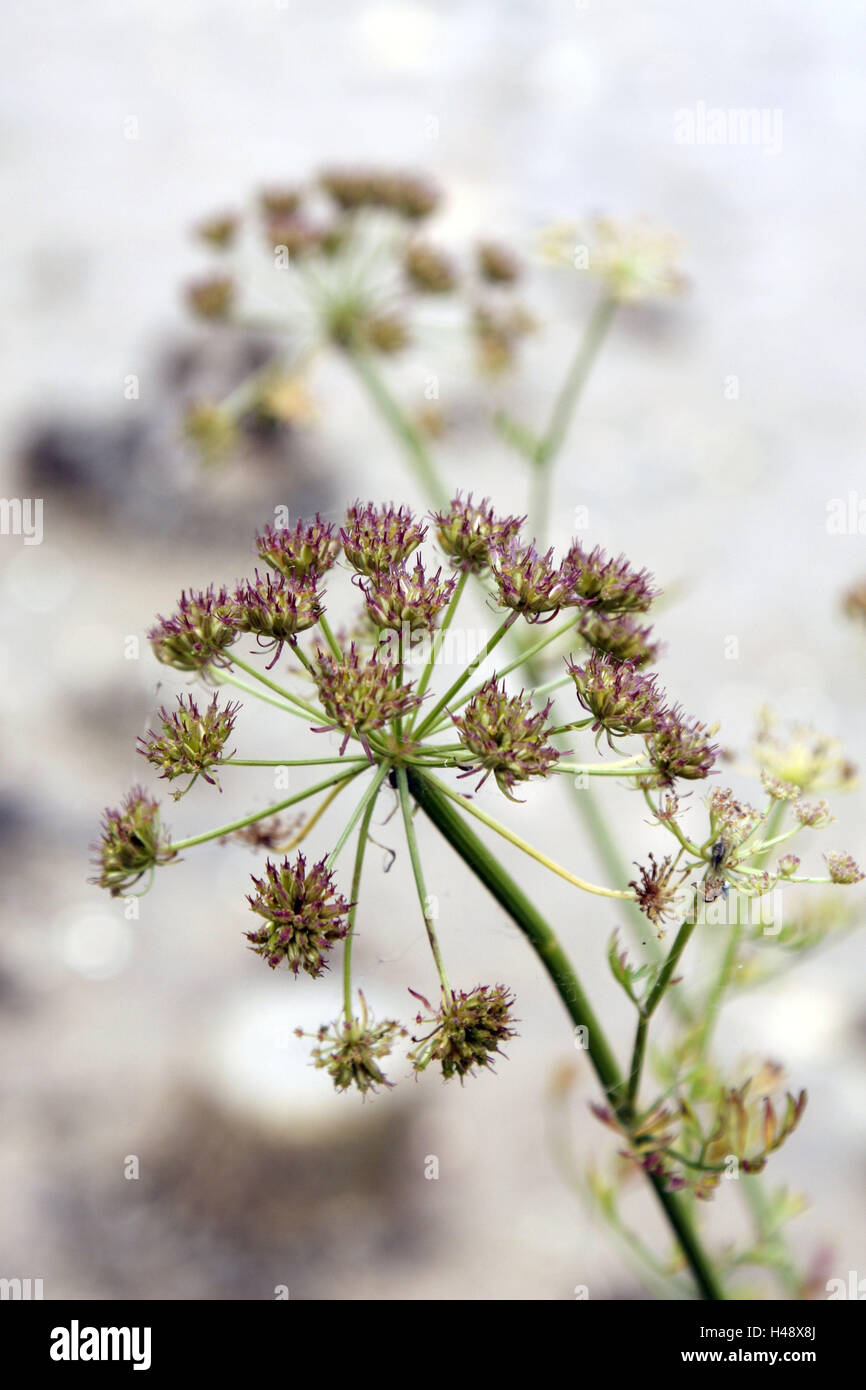 Fennel, Foeniculum, detail, blossoms, nature, botany, vegetation, plant