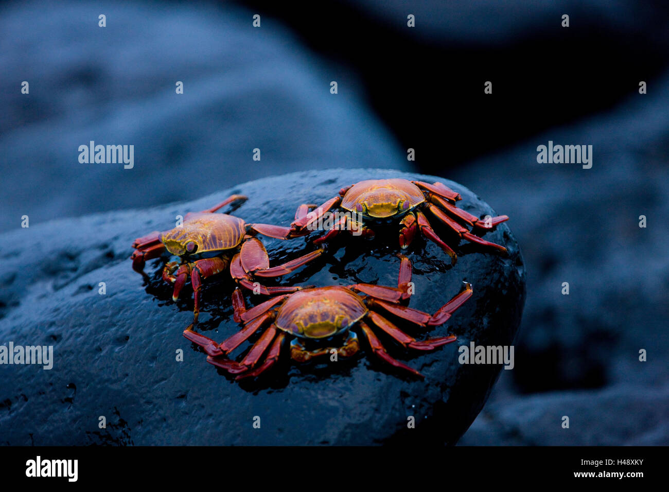 Red cliff crabs, Grapsus grapsus, Ecuador, the Galapagos Islands, South America, Galapagos, island, coast, rock, stone, animal, animals, crabs, three, animal world, cliff crabs, red, radiant, colours, contrast, brightly, Zayapa, arthropod, crustaceans, Crustacea, Stock Photo