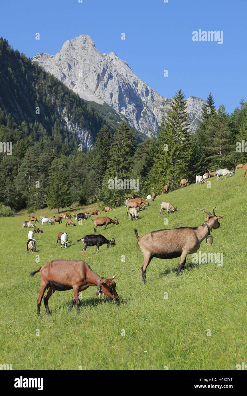 Mountain pasture, goats, graze, Stock Photo