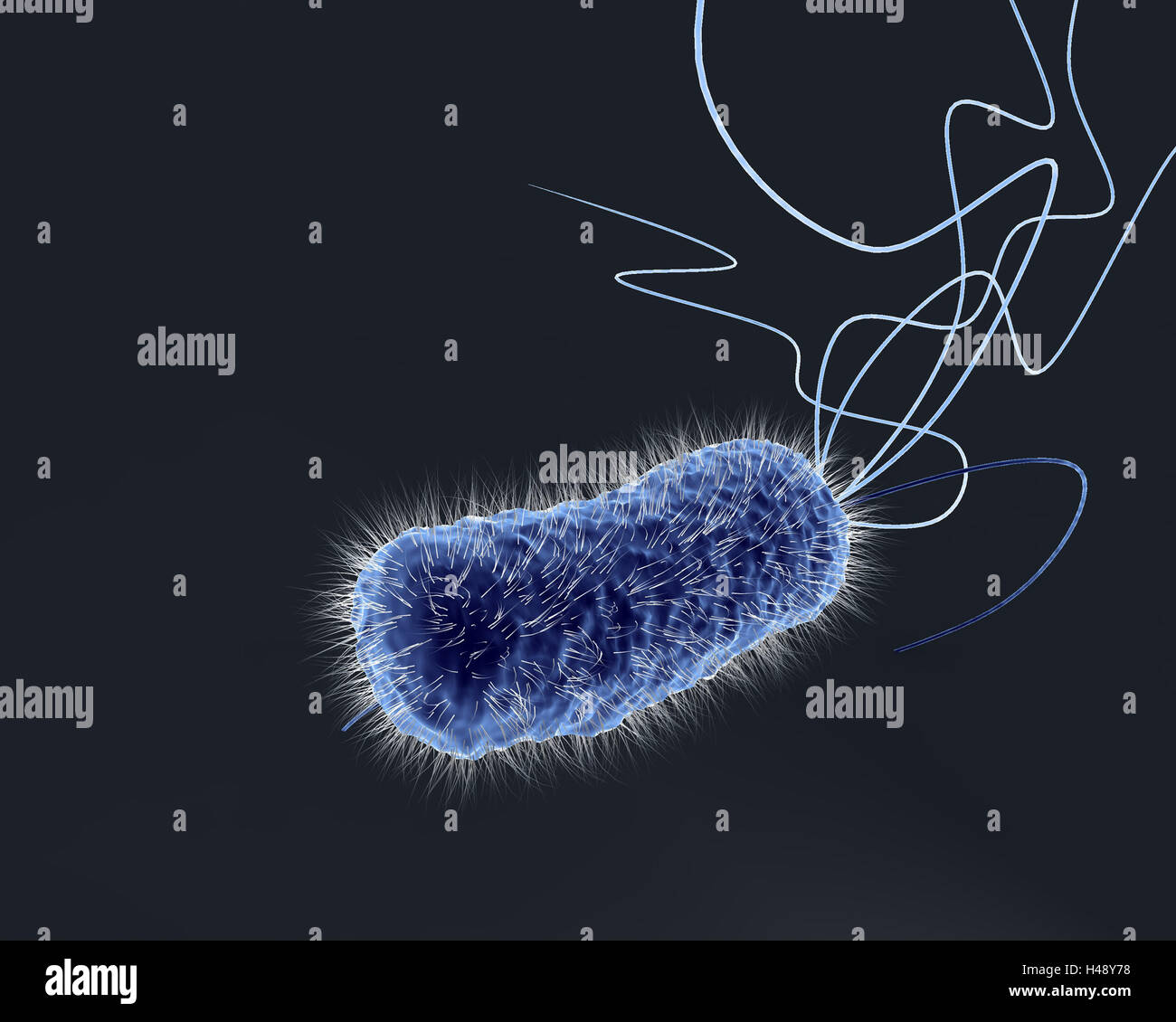 Bowel bacterium, E-Coli, computer graphics, microscope recording, medicine, biology, research, science, blue, black, disease, pathogen, intestinal flora, diarrhoeia illness, bacteria, bacterium, gramme-negative, pathogenically, bowel bacteria, begeisselt, Fimbrien, pathogen, Enterobacteriaceae, Enterobakterien, Stock Photo