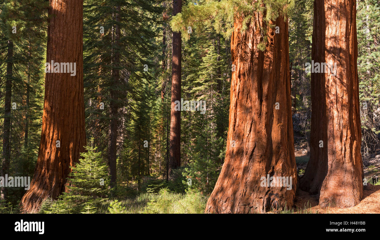 Giant Sequoia (Sequoiadendron giganteum) trees in Mariposa Grove, Yosemite National Park, California, USA. Autumn (October) 2014 Stock Photo