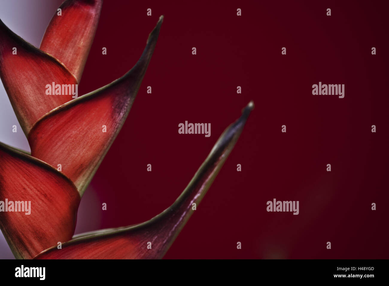 Heliconia, blossom, close up, Stock Photo