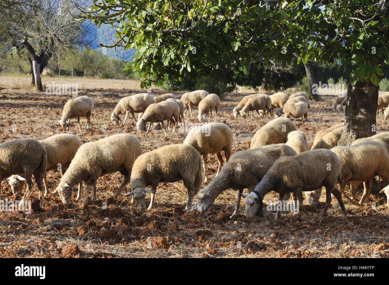 Flock of sheep, Buger, Majorca, Spain, Stock Photo
