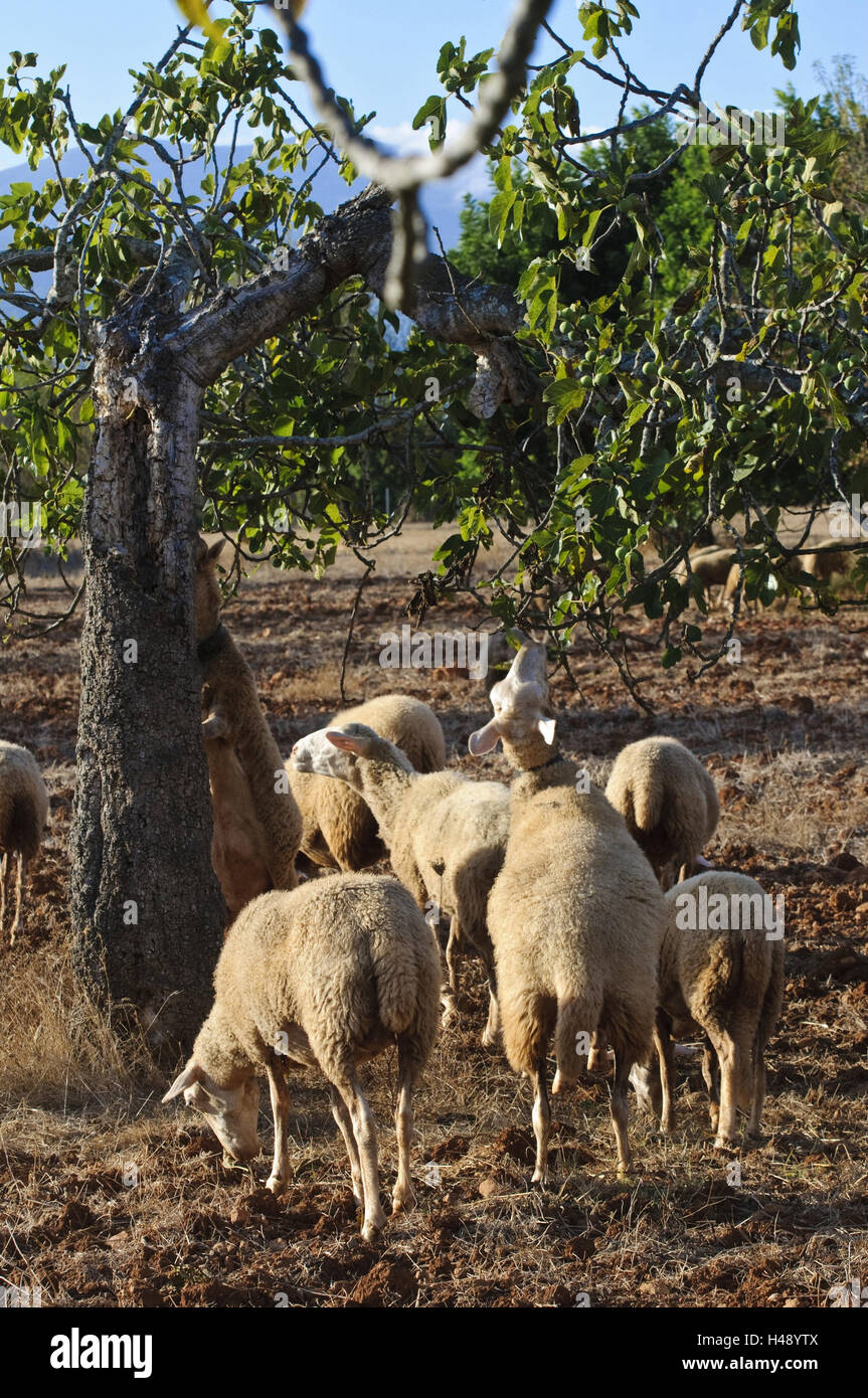 Flock of sheep, Buger, Majorca, Spain, Stock Photo
