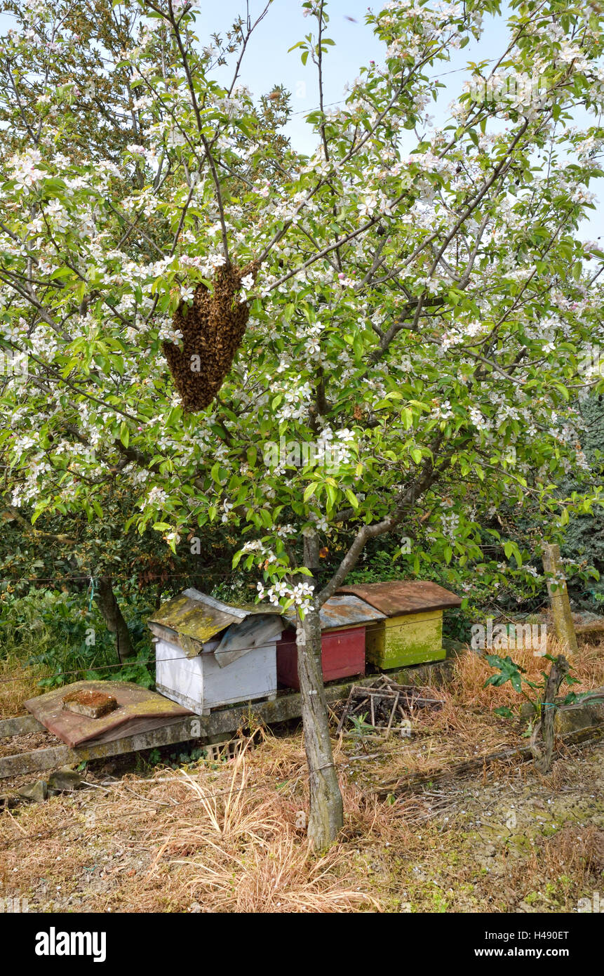 Swarm Bees Hi-res Stock Photography And Images - Alamy