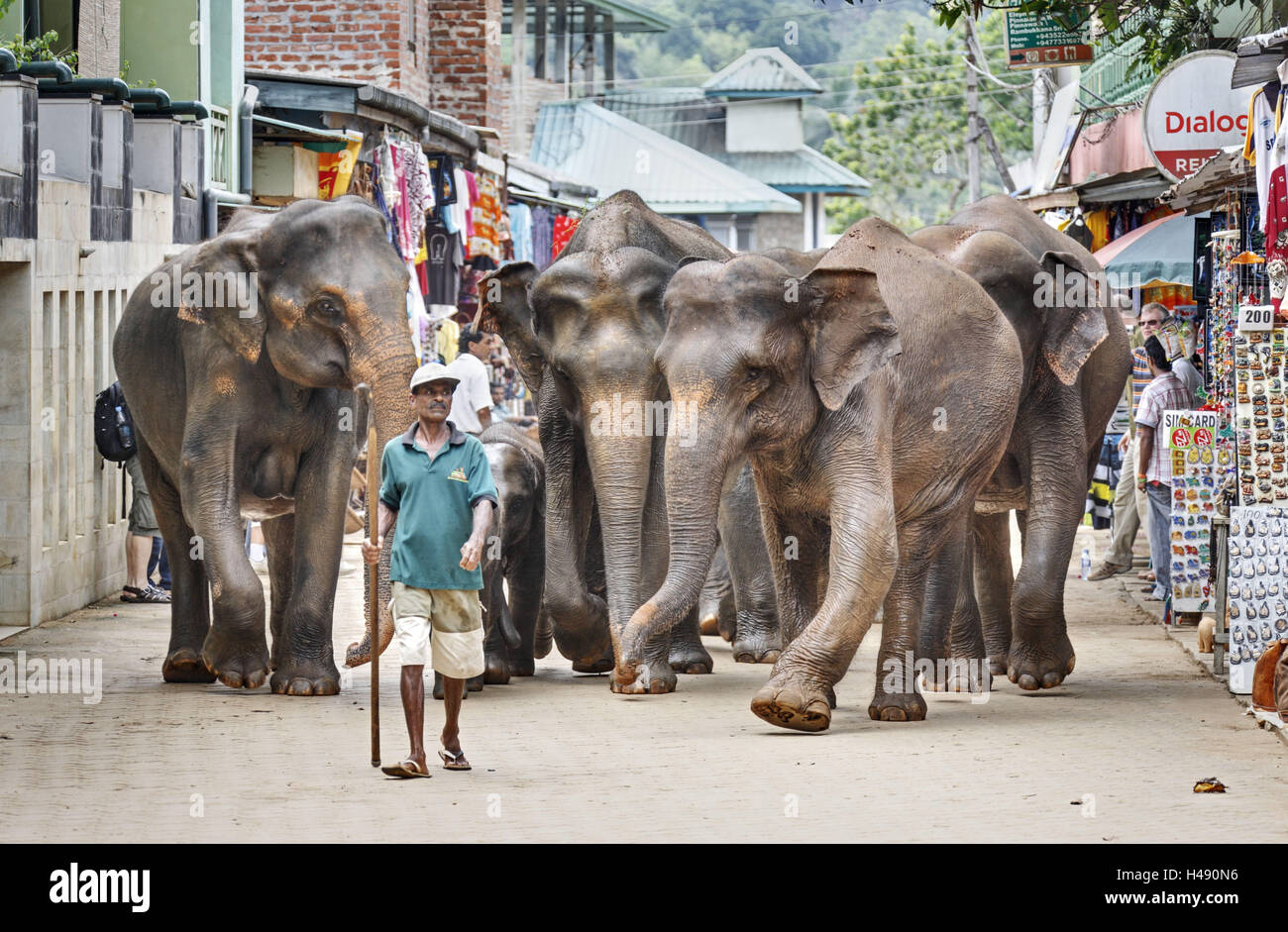 Sri Lanka, Pinnawalla, mahout, Stock Photo