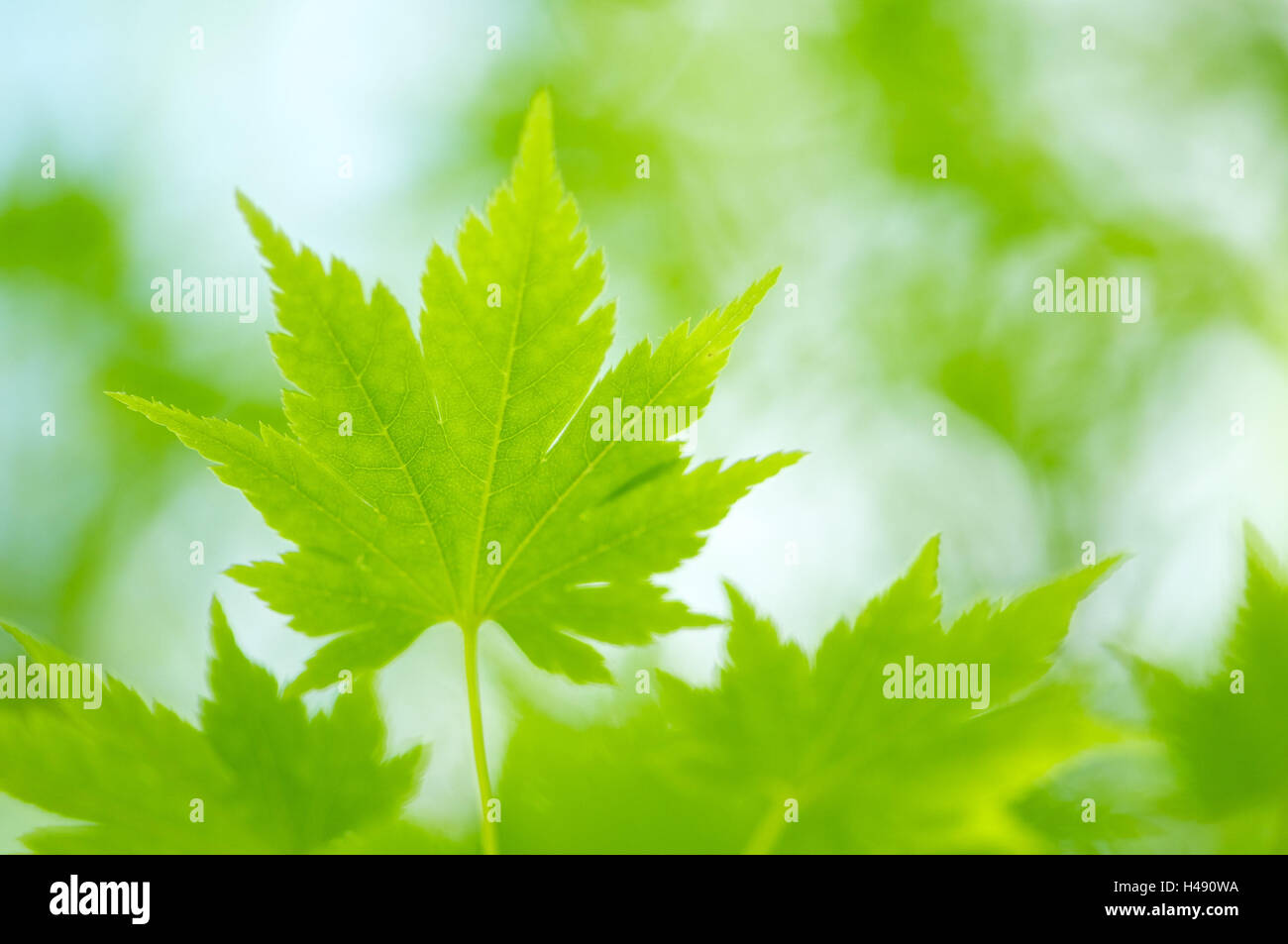 Japanese maple tree hi-res stock photography and images - Alamy