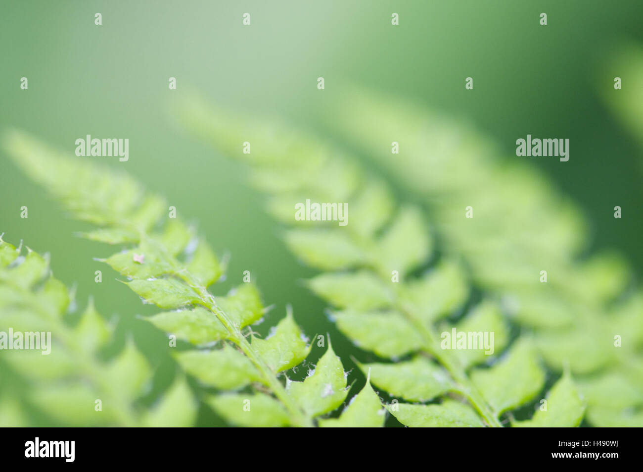 Scaly male fern, leaves, close-up, detail, Stock Photo