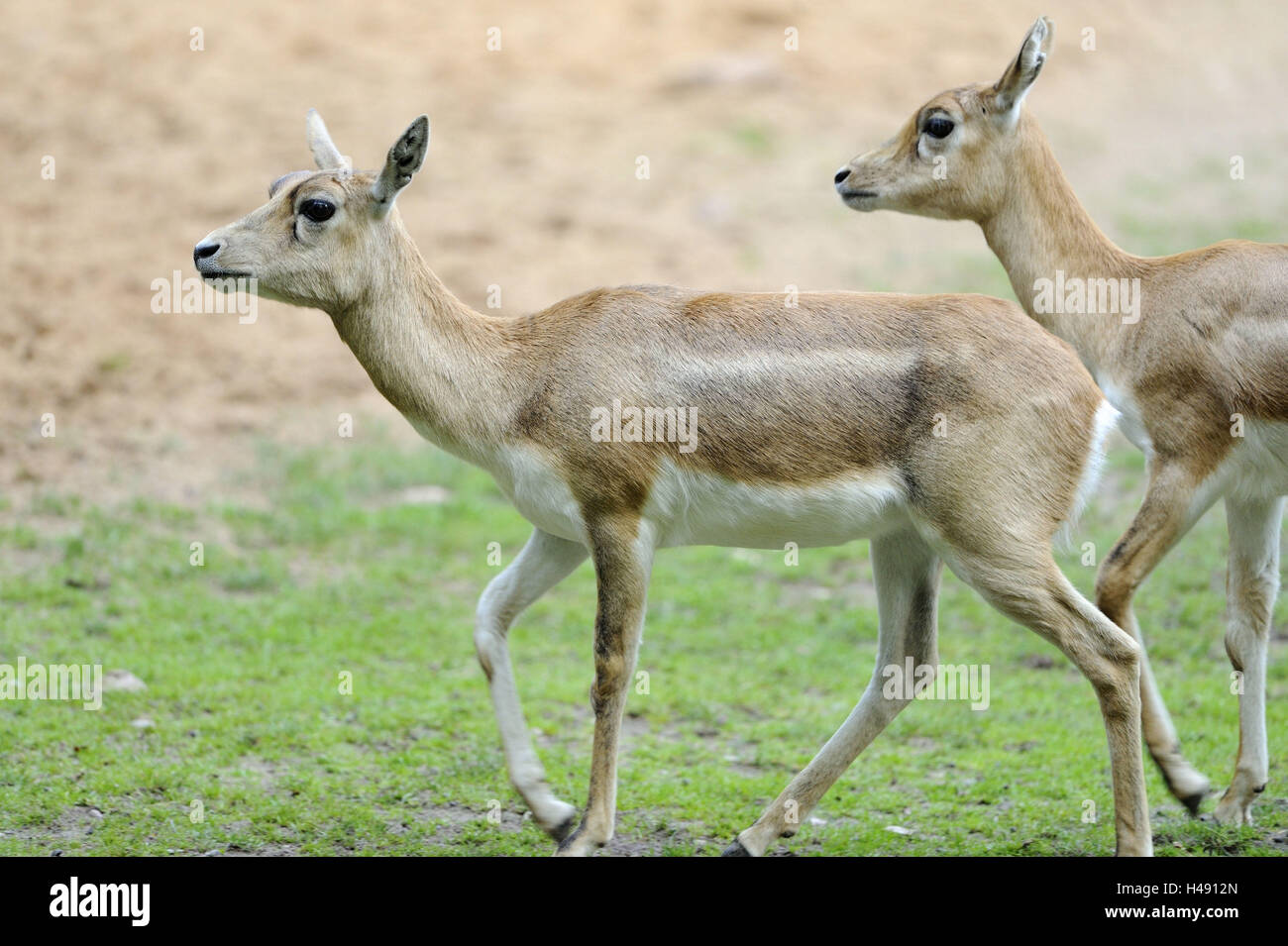 Blackbucks, Antilope cervicapra, running, side view, Stock Photo