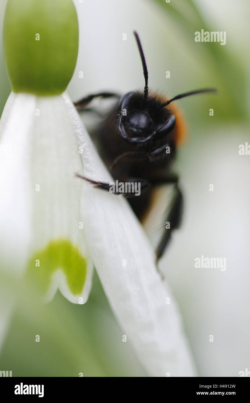 Wild bee on snowdrop, close-up, Stock Photo