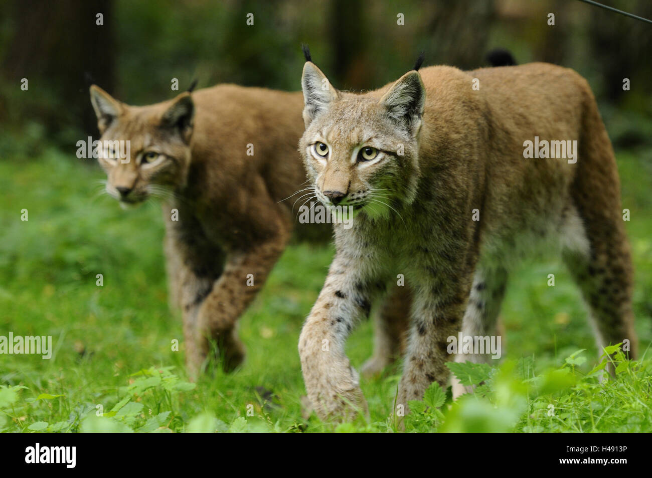 Eurasian lynxes, Lynx lynx, run, side view, looking at camera Stock