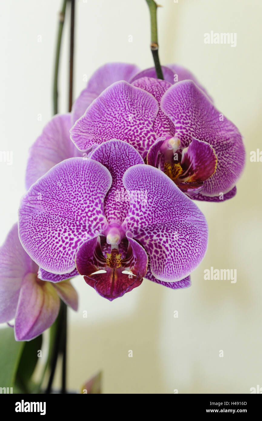 Orchid, Phalaenopsis hybrid, Orchidaceae, blossom, Stock Photo