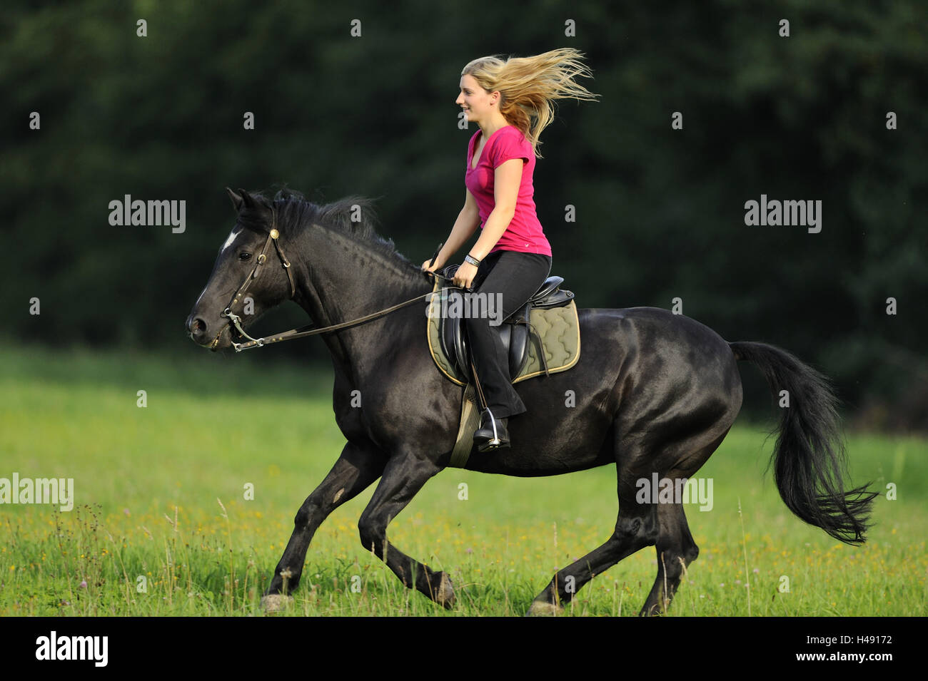 Rider, horse, back, sit, gallop at the side Stock Photo Alamy
